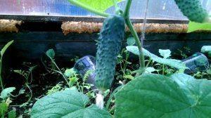 Огурец Паратунка F1 прошел испытание Якутией. Советую!