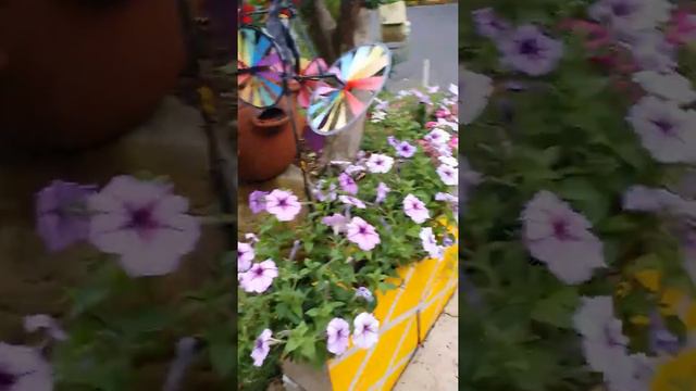 Petunias 2019 смотреть онлайн