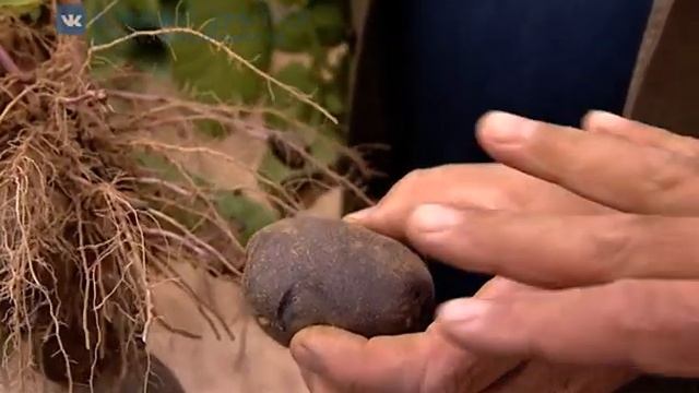 Элитные сорта картофеля от «Дока-Генные-Технологии» смотреть онлайн