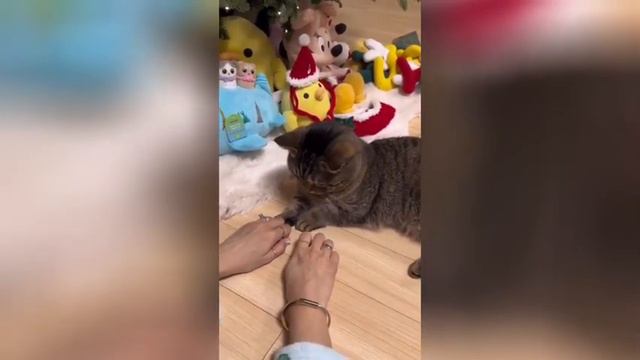 Девушка хотела показать фокус котику, но все пошло не по плану смотреть онлайн