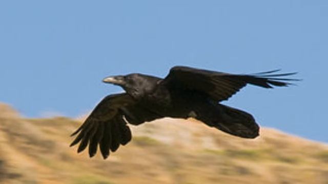Черный ворон смотреть онлайн