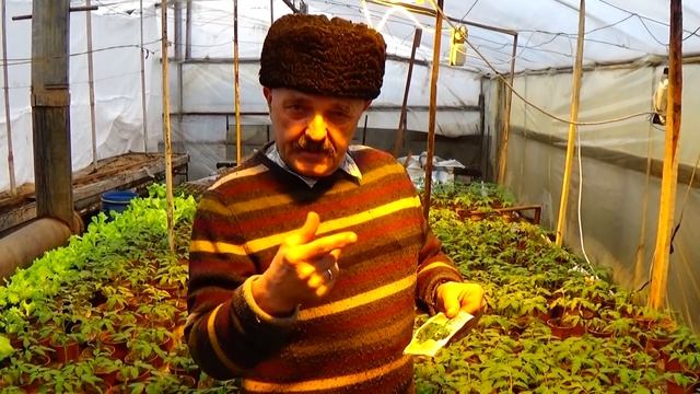 Как вырастить крепкую и толстую рассаду помидор? смотреть онлайн