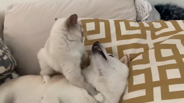Cat and Dog Playtime! Shiba Inu Dog and Ragdoll Kitten! смотреть онлайн