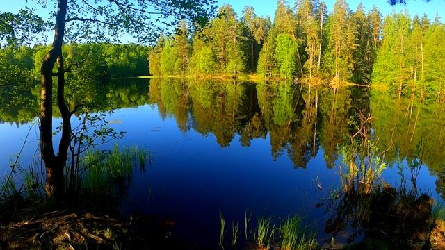 Звуки природы, пение весенних птиц на берегу лесного озера, музыка для спокойного сна. смотреть онлайн