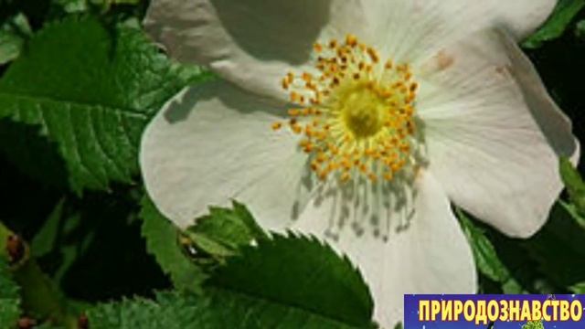 Рослини лісу. Розвиваюче відео. Природознавство другий клас. смотреть онлайн