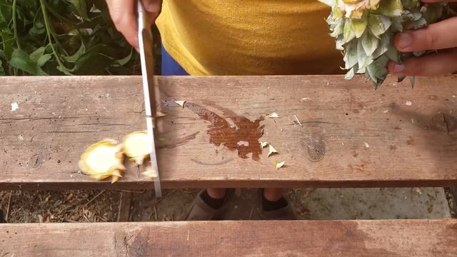 How To Grow A Pineapple From Just A Pineapple Top (2019) смотреть онлайн