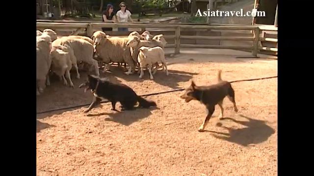 Sheep Herding, Australia by Asiatravel.com смотреть онлайн