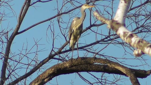 Серая цапля в дозоре ( Ardea cinerea ) смотреть онлайн