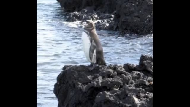 Galapagos Penguins Report смотреть онлайн
