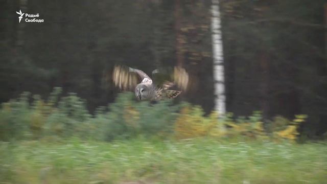 Сава з Чырвонай кнігі лётае ўздоўж дарогі | Редкое видео совы из красной книги смотреть онлайн