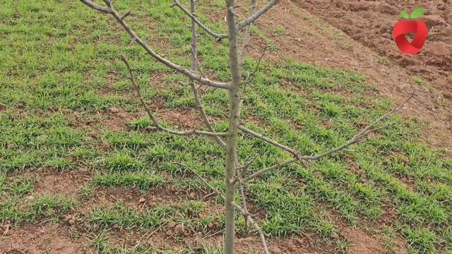 Na Ovaj Način Brzo I Efikasno Orežite Voćke - Sada Je Pravo Vrijeme