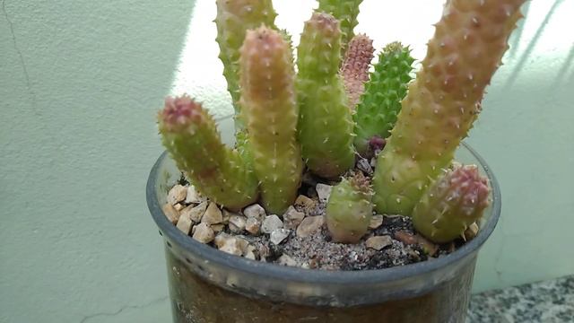 Botões e flores da Huérnia schneideriana | Red Dragon Flower смотреть онлайн