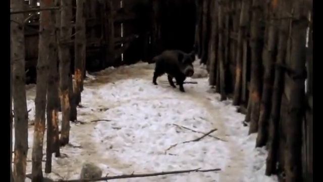 Кабан смотреть онлайн