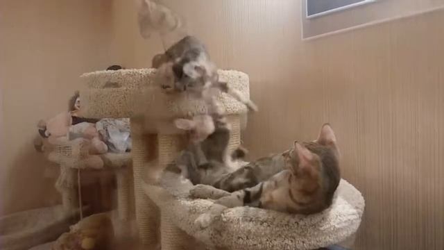 Не упустите шанс купить котенка Сококе в питомнике МИРиСОК смотреть онлайн