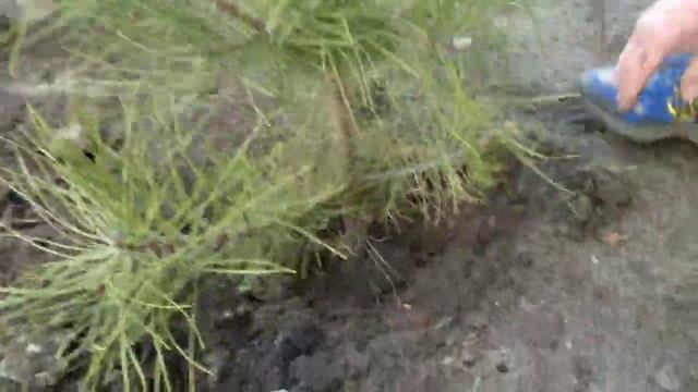 Как посадить дерево Крымская сосна в городе своими руками садим красавицу Крымскую Сосну в апреле 2 смотреть онлайн