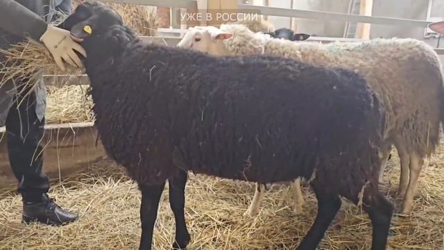 Чёрные овцы Восточно-фризской породы! Племенные остфризские овцы! Овцеводство в России!