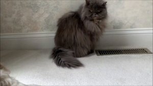 Lacey's 🐶 12th birthday 🎉 is almost here! 👏🏻 | Does Lexi Blue Persian cat care? 😾 | Shih Tzu dog 🐾
