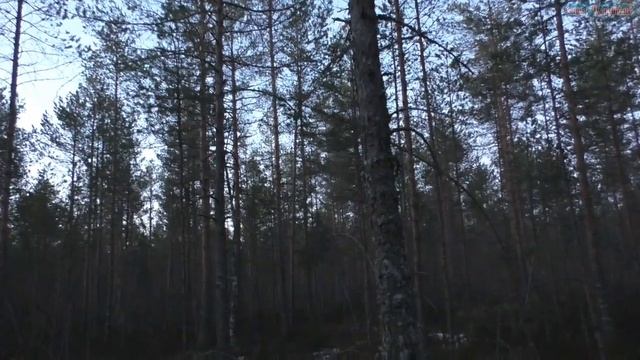 ток глухаря в самом разгаре смотреть онлайн