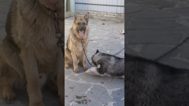 Дружба Сибирской Хаски и Немецкой овчарки смотреть онлайн