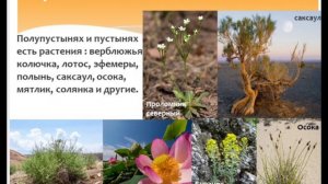 Пустыни и полупустыни России