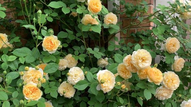 Teasing Georgia Climbing Rose