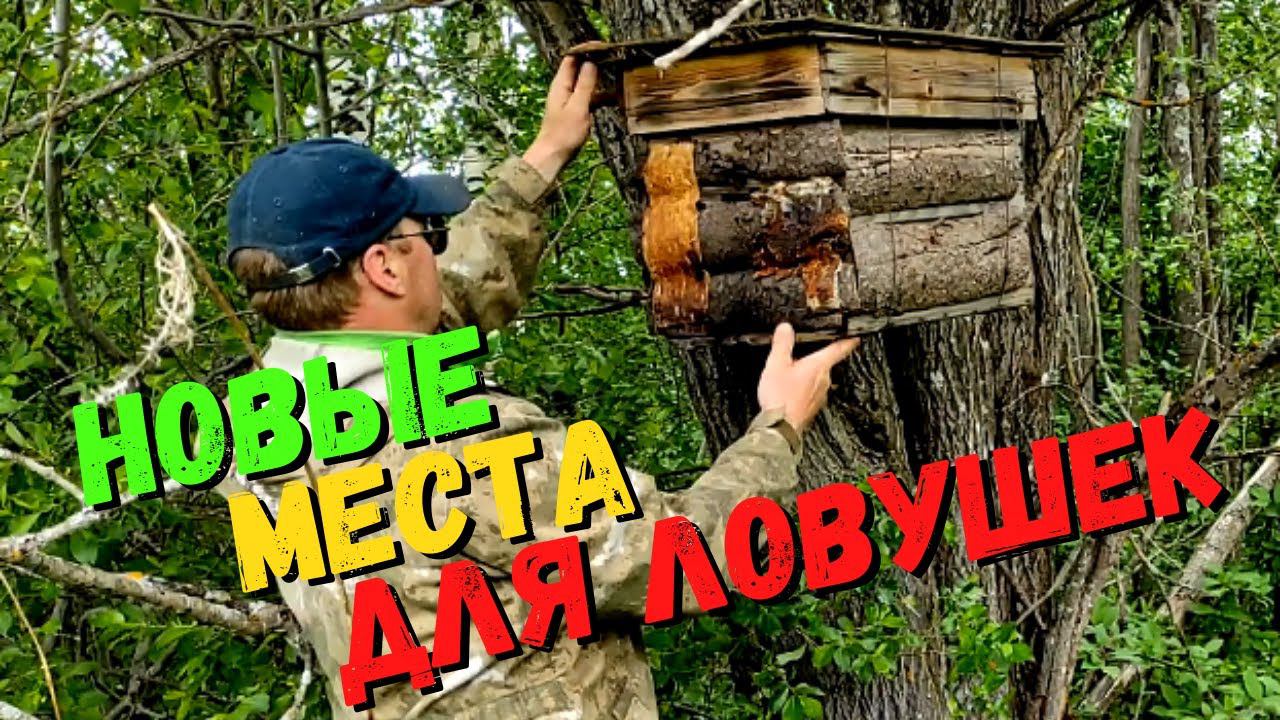 ДИКИЕ ПЧЁЛЫ! В поисках новых мест для установки ЛОВУШЕК НА ПЧЁЛ! #47 смотреть онлайн
