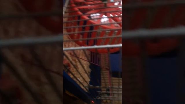 Завтра или сегодня я включу камеру на ночь чтобы посмотреть что делает мой хомяк когда я сплю