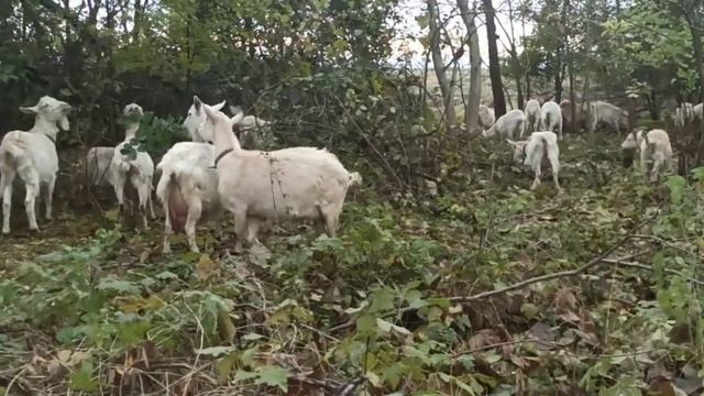 ❤️Козы.Как мы кормим и поим коз сейчас, в ноябре.У меня новая идея. Как продаём молоко.Цезарь вырос смотреть онлайн