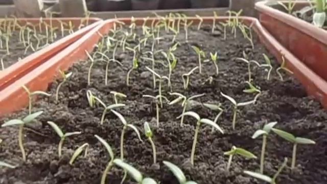 ЧТО ДЕЛАТЬ, ЕСЛИ В ЛОТКАХ С РАССАДОЙ ПОЯВИЛАСЬ ПЛЕСЕНЬ Видеоурок Ольги Черновой 24 февраля 2017 го смотреть онлайн