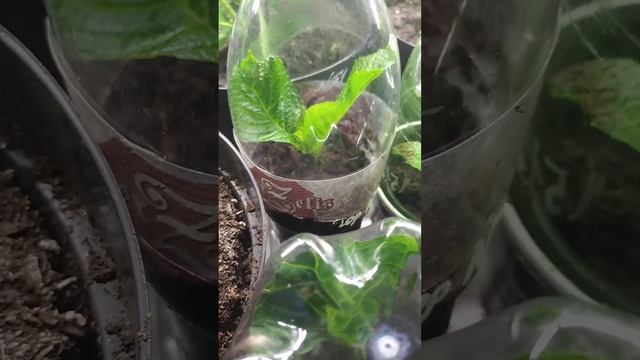 Эксперимент зимнего черенкования крупнолистовой гортензии, сорт "Френч Болеро" смотреть онлайн