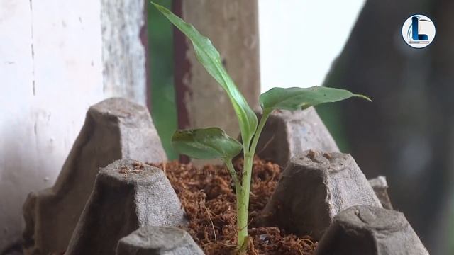 CARDAMOM TREE FROM SEED|PLANT GROWTH TIME LAPSE|इलायची के बीज का अंकुरण ilaayachee ke beej kaankura смотреть онлайн