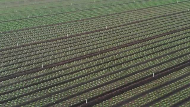 Brassica Lactuca смотреть онлайн