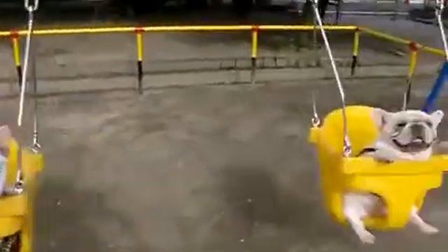 Бульдоги на качелях смотреть онлайн