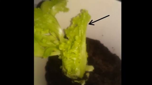 Творческий Путь