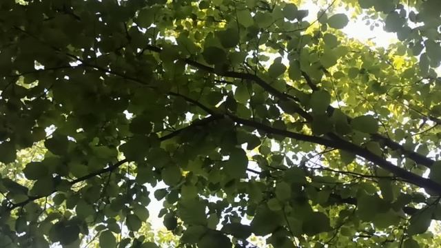 1 октября народный праздник Арина Шиповница. Народные приметы и традиции. Запреты дня. смотреть онлайн