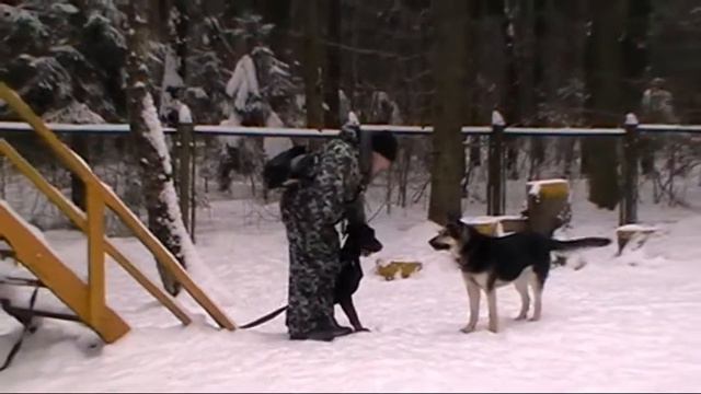 Обучение собаки преодолению препятствий - подражание смотреть онлайн