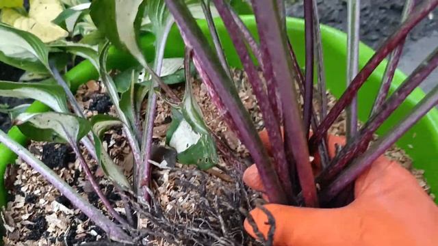 Моє кохання-хоста РАСПБЕРРИ САНДЕЙ ! смотреть онлайн