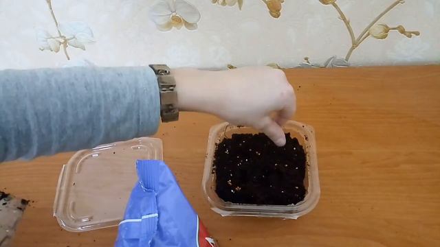 Просо для попугая. Как посадить просо.