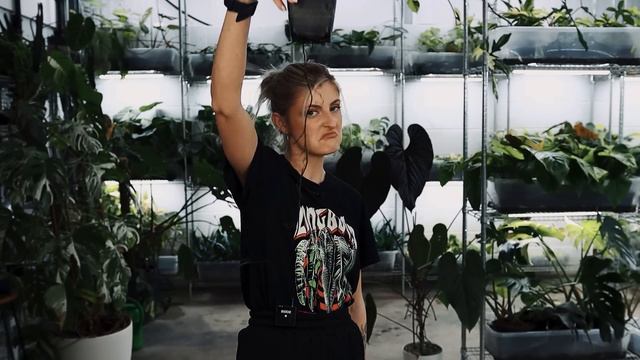 TOP EASY VARIEGATED HOUSEPLANTS!