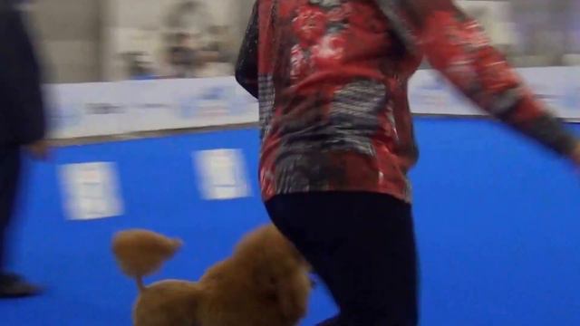 00058 WORLD DOG SHOW 2016 смотреть онлайн