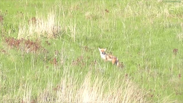 Заяц и Лис смотреть онлайн