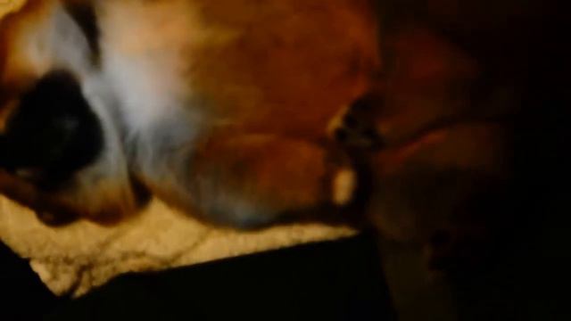 Shiba Inu Baby Sleeping! Super Cute смотреть онлайн