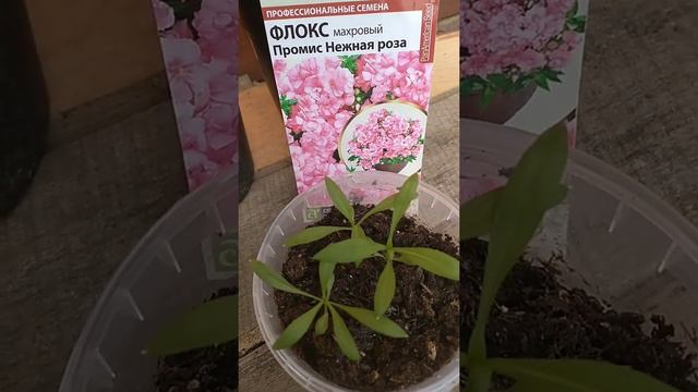 Рассада флокса с махровыми цветками💮💮💮 смотреть онлайн