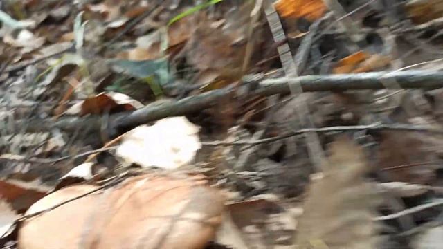 Свинушка толстая (Tapinella atrotomentosa). Грибное разнообразие смотреть онлайн