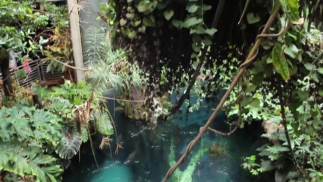 The California Academy of Sciences in San Francisco смотреть онлайн
