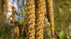 Березовые почки.  Лекарственные травы