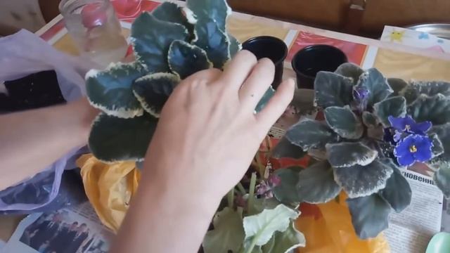 ЧТОБЫ ФИАЛКА ПЫШНО ЦВЕЛА ! ПЕРЕСАДКА / СТВОЛ У ФИАЛКИ ! смотреть онлайн