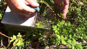 МЫ ЗА ЧЕРНИКОЙ, А БЕЛКА ПОД КОЛЁСА. Как правильно быстро собирать чернику. Сбор черники 2021 на зим