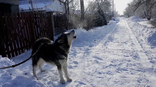 ЭПИЧЕСКИЙ ВОЙ МАЛАМУТА / EPIC MALAMUTE'S HOWLING смотреть онлайн