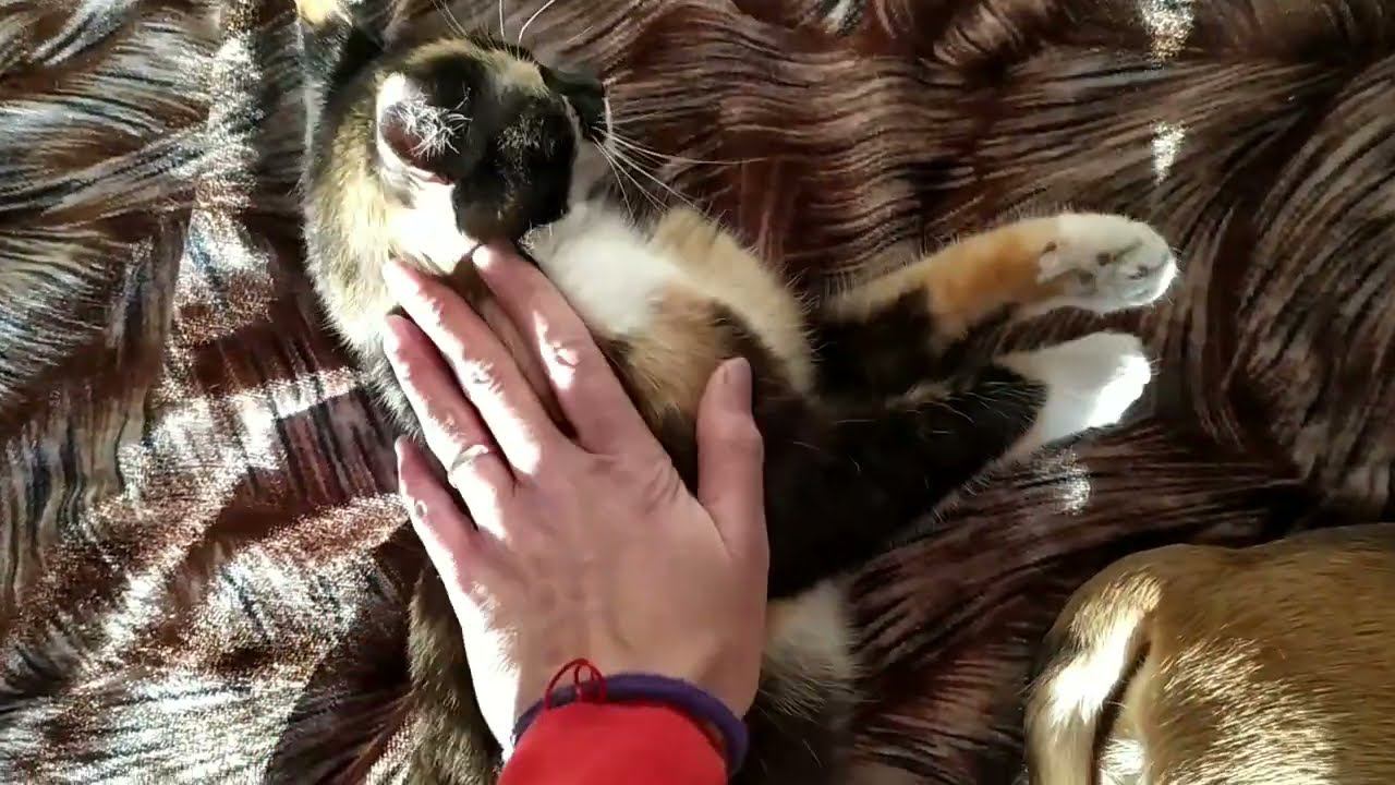 ИЗ ГОРОДА в ДЕРЕВНЮ | УСПЕХИ МУРКИ ОДНА В ДЕРЕВНЕ смотреть онлайн